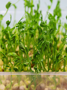 白色背景的微绿色豆芽分离 有选择地聚焦土壤沙拉营养植物婴儿生态饮食向日葵花园食物图片