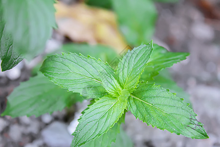 花园里新鲜的自制绿菜 有选择的重点洋葱香料香菜家庭烹饪沙拉草本植物收成厨房植物图片