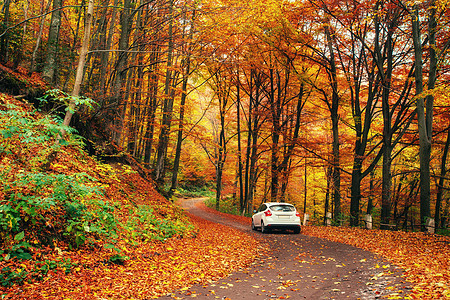 秋天地貌 乌克兰 欧洲 欧洲阳光插图树叶娱乐女性交通行动场地运输旅游图片