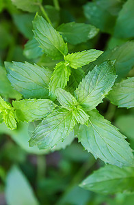 花园里新鲜的自制绿菜 有选择的重点蔬菜厨房薄荷烹饪芳香洋葱香料食物生态农业图片