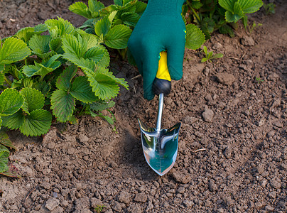 用于在花园床上挖掘或铲铲土壤的小手菜园地图片