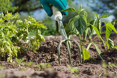 用于在幼苗周围松开土壤的小型小手林圈工具白色植物金属花园乐器实施绿色存货手套图片