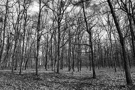无树叶的秋林 黑白相片和黑色照片图片