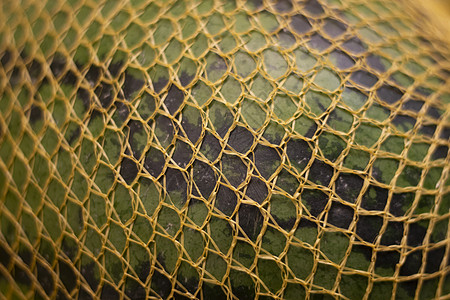 西瓜在网中 黄网的质地伸展到绿色西瓜上 健康的食物图片