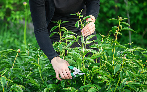 园丁修剪花卉花园 有选择的焦点 大自然植物学女孩房子工作花朵植物衬套女士男人花束图片