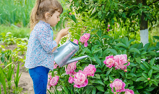 在花园里给花儿浇水 有选择的焦点园艺农场牡丹女孩后院食物植物童年婴儿园丁图片