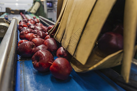 包装线上的红苹果团队日志调色板机器物流健康食物农业长方形仓库图片
