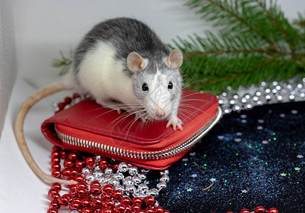2020 年新年快乐的象征-白色或金属银鼠 戴着帽子的可爱老鼠 女士喜欢 镜子中的倒影 有趣的新年动物 有趣的宠物-老鼠 中国十图片