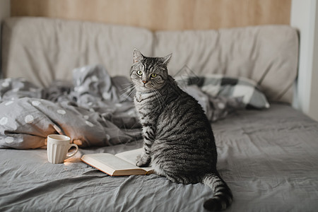 书墙躺在床上 带着一本书 温馨的家居气氛背景