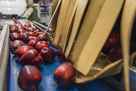 企业自动线上的苹果 在企业自动线上加工机械木头健康饮食热带小时包装生产营养图片