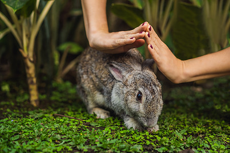 手保护兔子 化妆品测试野兔动物 无残忍和停止虐待动物的概念 笑声药品盒子科学家安全诊所面具宠物实验治疗温泉图片