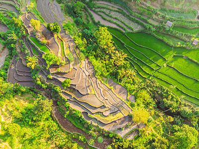 印度尼西亚巴厘岛的绿色梯级稻田种植园农场旅行环境食物阳台控制园艺天空生长土地图片