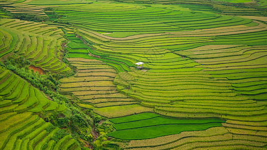 越南的田间稻田旅行曲线季节文化农村草地热带植物地标种植园图片