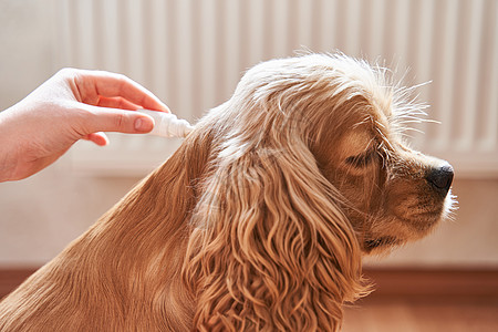 这只狗用寄生虫的治疗方法 滴在了枯萎的药水上小狗漏洞卫生浴缸药品医生头发宠物跳蚤昆虫图片