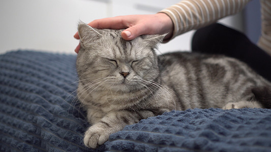 怀孕的年轻女人正在给猫做特写 一个和英国猫睡在卧室里的女孩 在床上图片