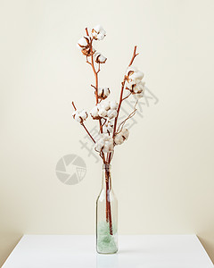 浅色花瓶和植物浅色背景上的棉花花枝花束瓶子材料枝条植物花瓶纤维柔软度桌子季节背景
