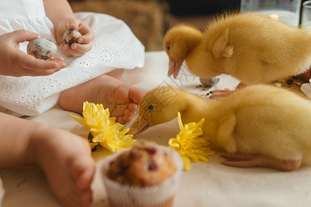 复活节桌上可爱的毛茸茸的小鸭子 旁边是一个小女孩 上面放着鹌鹑蛋和复活节纸杯蛋糕 复活节快乐的概念孩子友谊动物传统桌子喜悦惊喜厨图片