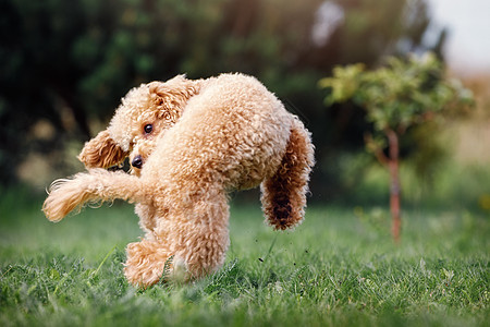 一只桃子贵宾犬的小狗在美丽的自然背景中快乐地跑和跳 一张顽皮的小狗的有趣照片 有可用的文字空间图片
