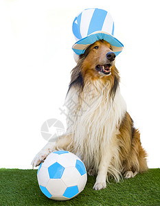 带轻蓝白顶帽子和足球球的布洛柯丽图片