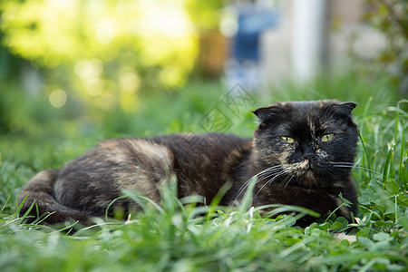 花园的夏季绿草坪上 躺着一只长毛猫图片