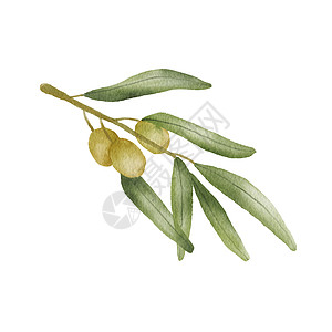 绿色橄榄枝水彩画 手绘插图与橄榄叶隔离在白色 地中海美食图片