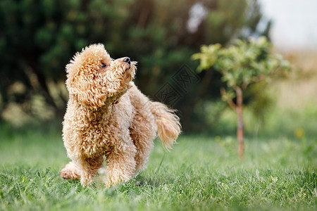 一只桃色贵宾犬的小狗在美丽的绿色草地上快乐地奔跑 抬头看着他的主人 一张顽皮的小狗的有趣照片 有可用的文字空间图片