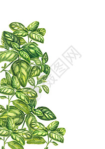 在白色背景上的绿色罗勒叶 普罗旺斯香草的香味 一束罗勒的水彩插图 用于烹饪和烹饪的草药 香料 适用于传单 包装 菜单 设计图片