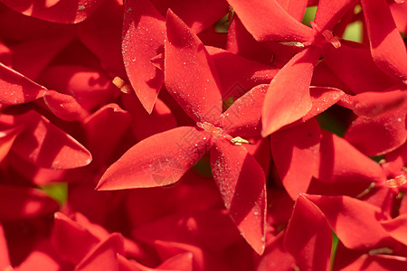 宏抽象真正的美丽自然可爱的背景 丛林天竺葵花园植物的小鲜红植物四瓣绽放 花卉植物设计装饰 更多音色库存图片