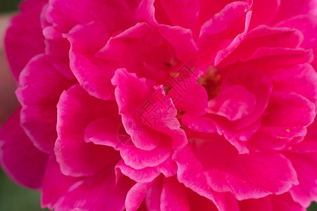 宏抽象真正美丽的自然可爱背景 明亮的粉红色紫色温柔柔软的花瓣绽放热带花卉植物开花 花卉植物设计装饰 问候愉快的夏天太阳心情卡片芙图片