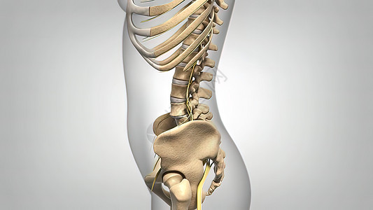 女性骨骼系统侧边视图柱子腰椎疼痛药品保健卫生关节炎光盘进步老年图片