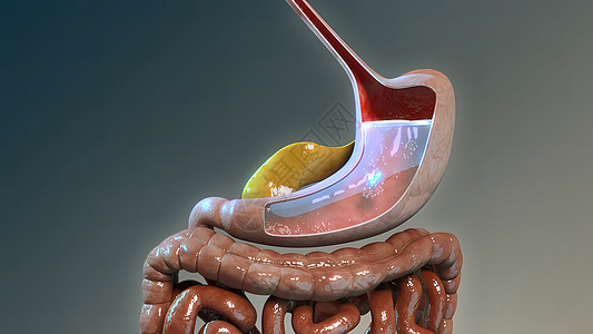 胃肠道营养吸收的生理学考虑脊椎疼痛疗法反射保健生物消化渲染卫生器官背景图片