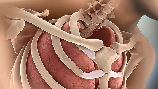 医学骨骼肋骨骨折阴影插图肩膀人体技术药品关节疼痛身体动画图片