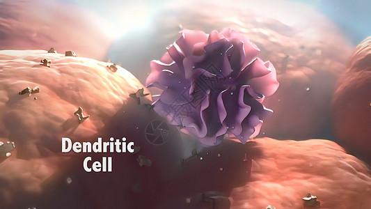 丁二烯细胞是哺乳动物免疫系统的抗原显影细胞抗原免疫学医疗毒性预防治疗树枝状3d细胞防御图片