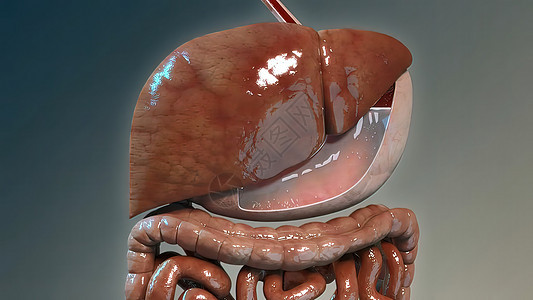 胃肠道营养吸收的生理学考虑脊椎附录整脊医学食管疗法生物学疼痛男人医院背景图片