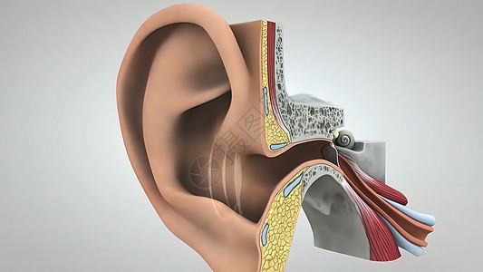听力过程3D插图图片