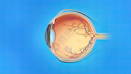 眼的解剖和结构黄斑眼镜瞳孔眼球神经镜片科学保健眼科静脉背景图片