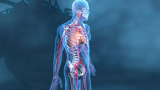心脏和血管工作心跳呼吸机心血管主动脉颅骨心理生理医疗生物学病人图片