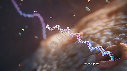 3d 表示单一直线肋膜酸的示例 RNA 研究和治疗测序高分子遗传基因组健康生物插图核糖体基因型工程图片