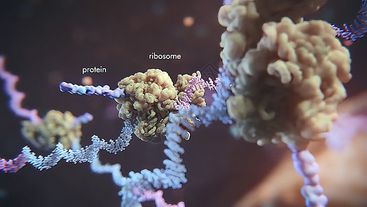 3d 表示单一直线肋膜酸的示例 RNA 研究和治疗遗传细胞传播监视器实验室警报工程健康接口酵素图片