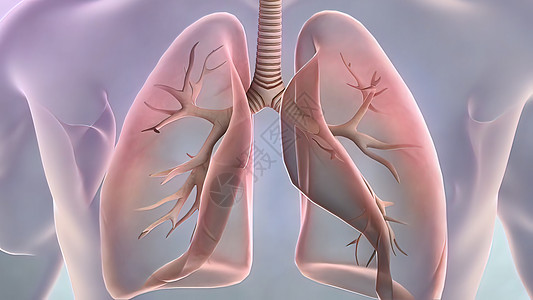 人肺的结构和呼吸系统的工作系统哮喘气囊结核生理生物学身体气管支气管炎器官肺泡图片