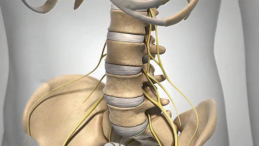 人类脊椎骨结晶的科学解剖扫描仪保健创伤放射科脊柱医生伤害解剖学教育生物生物学图片