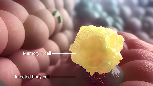 内存T细胞摧毁被感染的细胞免疫作用药品癌症抗体生物渲染病原攻击微生物学图片