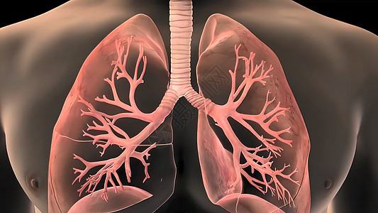 肺器官 位于胸腔的口腔中放射科扫描药品气管疾病肺炎病人科学损害支气管背景图片