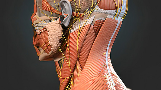 肌肉系统完整 摄像头旋转显示所有的肌肉 笑声运动身体颅骨胸部计算机犊牛健身房男性力量解剖学图片