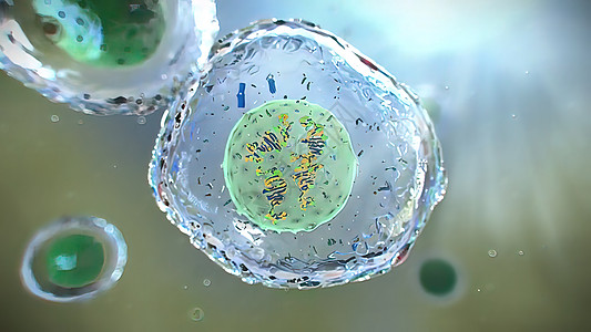 3D 脑分裂细胞分部插图母细胞技术基因组间期周期生物学细胞质克隆生活科学图片