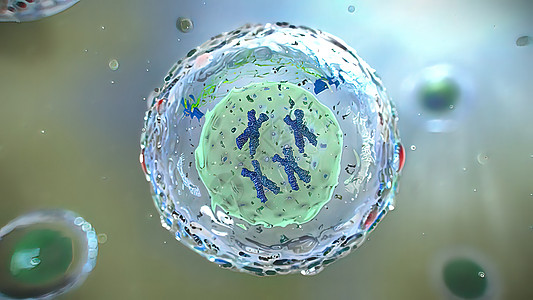 3D 脑分裂细胞分部插图周期生物基因组技术间期信息科学显微镜母细胞实验室图片