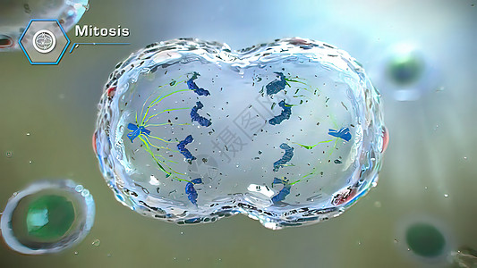 3D 脑分裂细胞分部插图生物学显微镜细胞质生物周期化学技术间期信息母细胞图片
