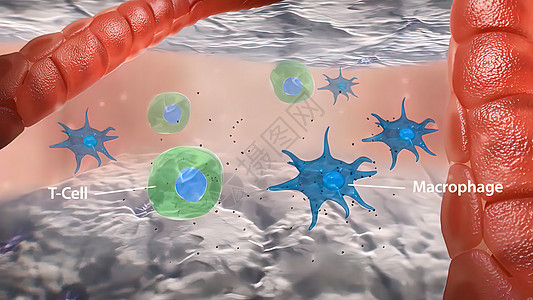 T细胞大型巨形相互作用和血管炎中形成颗粒瘤微生物学免疫感染生物攻击抗体渲染显微镜细菌身体图片