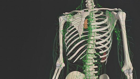 淋巴系统 它是免疫系统的一部分并完成循环系统免疫保健命令拆除节点生物学医学卫生健康外貌图片