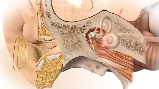 3D 人耳解剖系统噪声锤骨运河耳蜗模拟听力洞察力首席细胞冲动图片